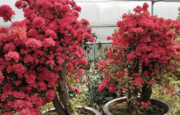 青島庭院設(shè)計(jì)施工|青島別墅景觀(guān)|黃島綠植租擺|青島中林景觀(guān)綠化工程有限公司。